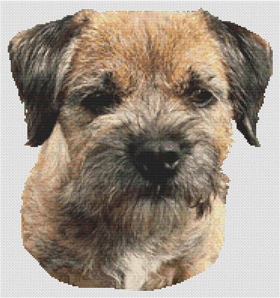 (image for) Border Terrier 2